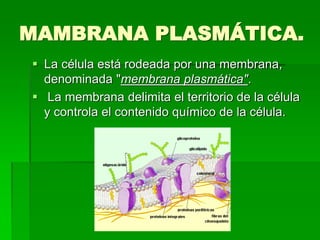MAMBRANA PLASMÁTICA.
 La célula está rodeada por una membrana,
denominada "membrana plasmática".
 La membrana delimita el territorio de la célula
y controla el contenido químico de la célula.
 
