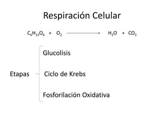 Respiración Celular
C6H12O6 + O2 H2O + CO2
Glucolisis
Etapas Ciclo de Krebs
Fosforilación Oxidativa
 
