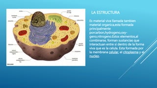 LA ESTRUCTURA
Es material viva llamada tambien
material organica,esta formada
principalmente
porcarbon,hydrogeno,oxy-
geno,nitrogeno.Estos elementos,al
combinarse, forman sustancias que
interactuan entre si dentro de la forma
viva que es la celula. Esta formada por
la membrana celular, el citoplasma y el
nucleo.
 