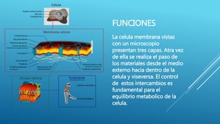 FUNCIONES
La celula membrana vistas
con un microscopio
presentan tres capas. Atra vez
de ella se realiza el paso de
los materiales desde el medio
externo hacia dentro de la
celula y viseversa. El control
de estos intercambios es
fundamental para el
equilibrio metabolico de la
celula.
 
