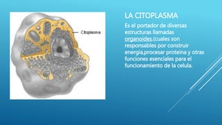 LA CITOPLASMA
Es el portador de diversas
estructuras llamadas
organoides.(cuales son
responsables por construir
energia,procesar proteina y otras
funciones esenciales para el
funcionamiento de la celula.
 