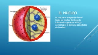 EL NUCLEO
Es una parte integrante de casi
todas las celulas. Contiene la
informacion genetica (ADN) y
controla,por lo tanto,las actividades
de la celula.
 