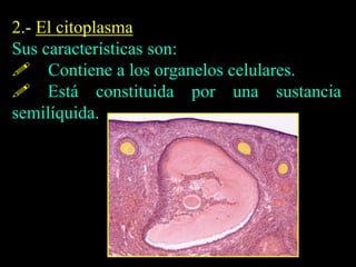 2.- El citoplasma
Sus características son:
 Contiene a los organelos celulares.
 Está constituida por una sustancia
semilíquida.
 