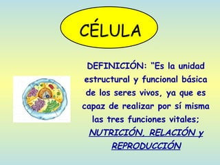 CÉLULA 
DEFINICIÓN: “Es la unidad 
estructural y funcional básica 
de los seres vivos, ya que es 
capaz de realizar por sí misma 
las tres funciones vitales; 
NUTRICIÓN, RELACIÓN y 
REPRODUCCIÓN 
 