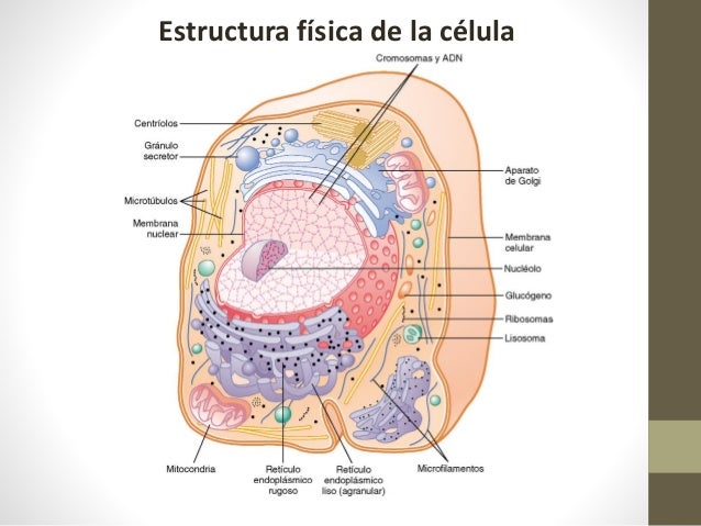 La celula