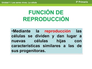FUNCIÓN DE
REPRODUCCIÓN
•Mediante la reproducción las
células se dividen y dan lugar a
nuevas células hijas con
características similares a las de
sus progenitoras.
Unidad 1: Los seres vivos. La célula 5º Primaria
 