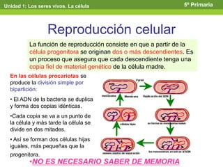 Reproducción celular
La función de reproducción consiste en que a partir de la
célula progenitora se originan dos o más descendientes. Es
un proceso que asegura que cada descendiente tenga una
copia fiel de material genético de la célula madre.
En las células procariotas se
produce la división simple por
bipartición:
• El ADN de la bacteria se duplica
y forma dos copias idénticas.
•Cada copia se va a un punto de
la célula y más tarde la célula se
divide en dos mitades.
• Así se forman dos células hijas
iguales, más pequeñas que la
progenitora.
Unidad 1: Los seres vivos. La célula 5º Primaria
•NO ES NECESARIO SABER DE MEMORIA
 