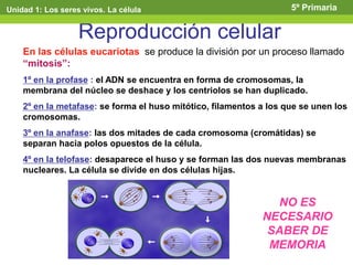 Reproducción celular
En las células eucariotas se produce la división por un proceso llamado
“mitosis”:
1º en la profase : el ADN se encuentra en forma de cromosomas, la
membrana del núcleo se deshace y los centriolos se han duplicado.
2º en la metafase: se forma el huso mitótico, filamentos a los que se unen los
cromosomas.
3º en la anafase: las dos mitades de cada cromosoma (cromátidas) se
separan hacia polos opuestos de la célula.
4º en la telofase: desaparece el huso y se forman las dos nuevas membranas
nucleares. La célula se divide en dos células hijas.
Unidad 1: Los seres vivos. La célula 5º Primaria
NO ES
NECESARIO
SABER DE
MEMORIA
 