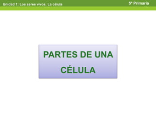 Unidad 1: Los seres vivos. La célula 5º Primaria
PARTES DE UNA
CÉLULA
 