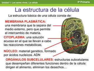 La estructura de la célula
MEMBRANA PLASMÁTICA:
una membrana que la separa del
medio externo, pero que permite
el intercambio de materia.
La estructura básica de una célula consta de:
CITOPLASMA: una solución
acuosa en el que se llevan a cabo
las reacciones metabólicas.
NÚCLEO: material genético, formado
por ácidos nucleicos. ADN
ORGÁNULOS SUBCELULARES: estructuras subcelulares
que desempeñan diferentes funciones dentro de la célula:
dirigen el alimento, eliminan los desechos…
Unidad 1: Los seres vivos. La célula 5º Primaria
 