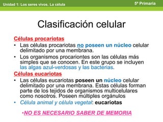 Clasificación celular
Células procariotas
• Las células procariotas no poseen un núcleo celular
delimitado por una membrana.
• Los organismos procariontes son las células más
simples que se conocen. En este grupo se incluyen
las algas azul-verdosas y las bacterias.
Células eucariotas
• Las células eucariotas poseen un núcleo celular
delimitado por una membrana. Estas células forman
parte de los tejidos de organismos multicelulares
como nosotros. Poseen múltiples orgánulos
• Célula animal y célula vegetal: eucariotas
Unidad 1: Los seres vivos. La célula 5º Primaria
•NO ES NECESARIO SABER DE MEMORIA
 