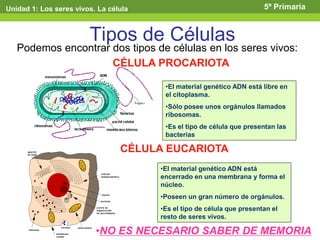 Tipos de Células
Podemos encontrar dos tipos de células en los seres vivos:
CÉLULA PROCARIOTA
•El material genético ADN está libre en
el citoplasma.
•Sólo posee unos orgánulos llamados
ribosomas.
•Es el tipo de célula que presentan las
bacterias
CÉLULA EUCARIOTA
•El material genético ADN está
encerrado en una membrana y forma el
núcleo.
•Poseen un gran número de orgánulos.
•Es el tipo de célula que presentan el
resto de seres vivos.
Unidad 1: Los seres vivos. La célula 5º Primaria
•NO ES NECESARIO SABER DE MEMORIA
 