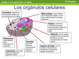 Los orgánulos celulares
Núcleo: contiene la
instrucciones para el
funcionamiento celular y la
herencia en forma de
ADN.
Mitocondrias: responsables
de la respiración celular, con la
que la célula obtiene la energía
necesaria.
Retículo: red de canales
donde se fabrican lípidos y
proteínas que son
transportados por toda la
célula..
Aparato de Golgi: red de
canales y vesículas que
transportan sustancias al
exterior de la célula.
Vacuolas:
vesículas
llenas de
sustancias de
reserva o
desecho.Lisosomas: vesículas
donde se realiza la
digestión celular.
Ribosomas:
responsables
de la
fabricación de
proteínas
Centriolos: intervienen
en la división celular y en
el movimiento de la célula.
Unidad 1: Los seres vivos. La célula 5º Primaria
 