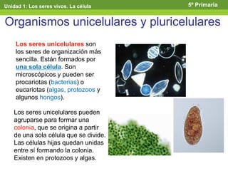 Organismos unicelulares y pluricelulares
Los seres unicelulares son
los seres de organización más
sencilla. Están formados por
una sola célula. Son
microscópicos y pueden ser
procariotas (bacterias) o
eucariotas (algas, protozoos y
algunos hongos).
Los seres unicelulares pueden
agruparse para formar una
colonia, que se origina a partir
de una sola célula que se divide.
Las células hijas quedan unidas
entre sí formando la colonia.
Existen en protozoos y algas.
Unidad 1: Los seres vivos. La célula 5º Primaria
 