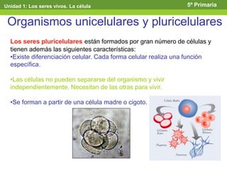 Organismos unicelulares y pluricelulares
Los seres pluricelulares están formados por gran número de células y
tienen además las siguientes características:
•Existe diferenciación celular. Cada forma celular realiza una función
específica.
•Las células no pueden separarse del organismo y vivir
independientemente. Necesitan de las otras para vivir.
•Se forman a partir de una célula madre o cigoto.
Unidad 1: Los seres vivos. La célula 5º Primaria
 
