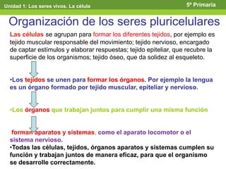 Organización de los seres pluricelulares
Las células se agrupan para formar los diferentes tejidos, por ejemplo es
tejido muscular responsable del movimiento; tejido nervioso, encargado
de captar estímulos y elaborar respuestas; tejido epiteliar, que recubre la
superficie de los organismos; tejido óseo, que da solidez al esqueleto.
•Los tejidos se unen para formar los órganos. Por ejemplo la lengua
es un órgano formado por tejido muscular, epiteliar y nervioso.
•Los órganos que trabajan juntos para cumplir una misma función
forman aparatos y sistemas, como el aparato locomotor o el
sistema nervioso.
•Todas las células, tejidos, órganos aparatos y sistemas cumplen su
función y trabajan juntos de manera eficaz, para que el organismo
se desarrolle correctamente.
Unidad 1: Los seres vivos. La célula 5º Primaria
 