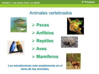  Peces
 Anfibios
 Reptiles
 Aves
 Mamíferos
Unidad 1: Los seres vivos. La célula 5º Primaria
Animales vertebrados
Los estudiaremos más ampliamente en el
tema de los animales.
 