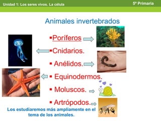 Animales invertebrados
Poríferos
Cnidarios.
 Anélidos.
 Equinodermos.
 Moluscos.
 Artrópodos.
Unidad 1: Los seres vivos. La célula 5º Primaria
Los estudiaremos más ampliamente en el
tema de los animales.
 
