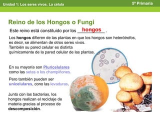 Este reino está constituido por los ___________ .
Reino de los Hongos o Fungi
hongos
Los hongos difieren de las plantas en que los hongos son heterótrofos,
es decir, se alimentan de otros seres vivos.
También su pared celular es distinta
químicamente de la pared celular de las plantas.
Junto con las bacterias, los
hongos realizan el reciclaje de
materia gracias al proceso de
descomposición.
Unidad 1: Los seres vivos. La célula 5º Primaria
En su mayoría son Pluricelulares
como las setas o los champiñones.
Pero también pueden ser
unicelulares, cono las levaduras.
 