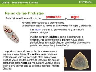 Este reino está constituido por _______________ y ___________ .
Reino de las Protistas
protozoos
Pueden ser unicelulares o pluricelulares.
Se clasifican según su forma de alimentarse en algas y protozoos.
algas
Unidad 1: Los seres vivos. La célula 5º Primaria
Las algas fabrican su propio alimento y la mayoría
viven en el agua.
Pueden ser pluricelulares, como el cochayuyo, o
unicelulares conformando el plancton. Las algas
pluricelulares son autótrofas, en cambio las unicelulares
pueden ser autótrofas y heterótrofas.
Los protozoos se alimentan de otros seres vivos y
algunos son parásitos. Son unicelulares. Viven en
ambientes acuáticos y dentro de otros seres vivos.
Muchas veces habitan dentro de insectos, los que se
comportan como vectores, ya que una vez que estos
pican a otro animal este se enferma, ejemplo: mal de
Chagas.
 