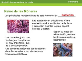 Las principales representantes de este reino son las _____________ .
Reino de las Móneras
bacterias
Las bacterias son unicelulares. Viven
en casi todos los ambientes de la tierra
y presentan distintas formas: espiral,
esférica y bastón.
Según su modo de
alimentación, existen
bacterias autótrofas y
heterótrofas.
Las bacterias, junto con
los hongos, cumplen un
rol muy importante, que
es la descomposición.
Las bacterias patógenas son causantes
de enfermedades y son eliminadas a
través de antibióticos.
Unidad 1: Los seres vivos. La célula 5º Primaria
 