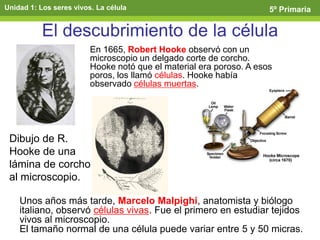 El descubrimiento de la célula
En 1665, Robert Hooke observó con un
microscopio un delgado corte de corcho.
Hooke notó que el material era poroso. A esos
poros, los llamó células. Hooke había
observado células muertas.
Dibujo de R.
Hooke de una
lámina de corcho
al microscopio.
Unos años más tarde, Marcelo Malpighi, anatomista y biólogo
italiano, observó células vivas. Fue el primero en estudiar tejidos
vivos al microscopio.
El tamaño normal de una célula puede variar entre 5 y 50 micras.
Unidad 1: Los seres vivos. La célula 5º PrimariaUnidad 1: Los seres vivos. La célula 5º Primaria
 