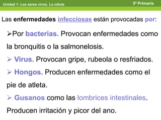 Unidad 1: Los seres vivos. La célula 5º Primaria
Las enfermedades infecciosas están provocadas por:
Por bacterias. Provocan enfermedades como
la bronquitis o la salmonelosis.
 Virus. Provocan gripe, rubeola o resfriados.
 Hongos. Producen enfermedades como el
pie de atleta.
 Gusanos como las lombrices intestinales.
Producen irritación y picor del ano.
 