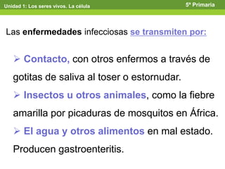 Unidad 1: Los seres vivos. La célula 5º Primaria
Las enfermedades infecciosas se transmiten por:
 Contacto, con otros enfermos a través de
gotitas de saliva al toser o estornudar.
 Insectos u otros animales, como la fiebre
amarilla por picaduras de mosquitos en África.
 El agua y otros alimentos en mal estado.
Producen gastroenteritis.
 
