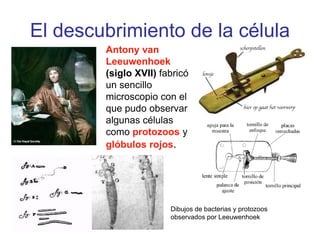 El descubrimiento de la célula
Antony van
Leeuwenhoek
(siglo XVII) fabricó
un sencillo
microscopio con el
que pudo observar
algunas células
como protozoos y
glóbulos rojos.
Dibujos de bacterias y protozoos
observados por Leeuwenhoek
 