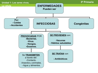Por:
- Caídas
- Accidentes
INFECCIOSAS Congénitas
PROVOCADAS POR
-Bacterias.
-Virus.
- Hongos.
-Gusanos.
SE PREVIENEN con:
-Vacunas
- Hábitos saludables
Se TRANSMITEN
a través del:
-Contacto.
-Insectos y animales.
- Agua y alimentos.
SE TRATAN con
- Antibióticos
Unidad 1: Los seres vivos.
La célula
5º Primaria
ENFERMEDADES
Pueden ser
 
