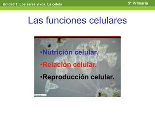 Las funciones celulares
•Nutrición celular.
•Relación celular.
•Reproducción celular.
Unidad 1: Los seres vivos. La célula 5º Primaria
 