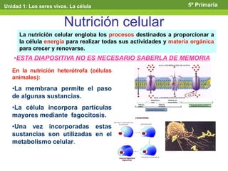 Nutrición celular
La nutrición celular engloba los procesos destinados a proporcionar a
la célula energía para realizar todas sus actividades y materia orgánica
para crecer y renovarse.
En la nutrición heterótrofa (células
animales):
•La membrana permite el paso
de algunas sustancias.
•La célula incorpora partículas
mayores mediante fagocitosis.
•Una vez incorporadas estas
sustancias son utilizadas en el
metabolismo celular.
Unidad 1: Los seres vivos. La célula 5º Primaria
•ESTA DIAPOSITIVA NO ES NECESARIO SABERLA DE MEMORIA
 