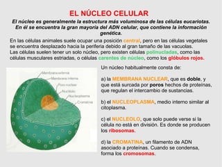 EL NÚCLEO CELULAR
El núcleo es generalmente la estructura más voluminosa de las células eucariotas.
En él se encuentra la ...