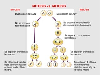 MITOSIS vs. MEIOSIS
MITOSIS MEIOSIS
Duplicación del ADN Duplicación del ADN
No se produce
recombinación
Se produce recombi...