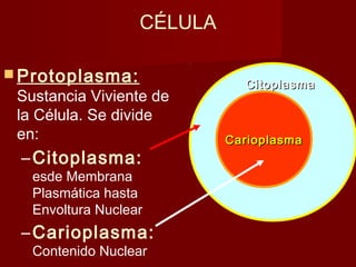 La celula | PPT
