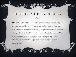 HISTORIA DE LA CELULA
 En 1665, Robert Hooke observó con un microscopio un delgado
corte de corcho. Hooke notó que el material era poroso. Esos poros,
en su conjunto, formaban cavidades poco profundas a modo de cajas
a las que llamó células. Hooke había observado células muertas. Unos
años más tarde, Marcelo Malpighi, anatomista y biólogo italiano,
observó células vivas. Fue el primero en estudiar tejidos vivos al
microscopio.
 
