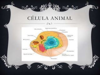CÉLULA ANIMAL
 