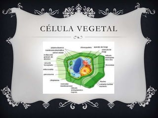 CÉLULA VEGETAL
 