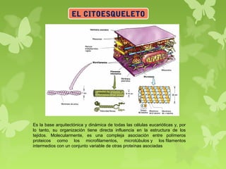 EL CITOESQUELETO
Es la base arquitectónica y dinámica de todas las células eucarióticas y, por
lo tanto, su organización tiene directa influencia en la estructura de los
tejidos. Molecularmente, es una compleja asociación entre polímeros
proteicos como los microfilamentos, microtúbulos y los filamentos
intermedios con un conjunto variable de otras proteínas asociadas
 