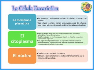 La Célula Eucariotica
•Es una capa continua que rodea a la célula y la separa del
medio.
•Las células vegetales tienen una gruesa pared de celulosa,
que cubre a la membrana plasmática, llamada pared celular.
La membrana
plasmática
• Es la parte de la célula que está comprendida entre la membrana
plasmática y la membrana nuclear
• Está formada por un medio acuoso, el citosol, en el cual se encuentran
inmersos los orgánulos.
• Los orgánulos citiplasmáticos son los siguientes: ribosomas, retículo
endosplasmático, complejo de Golgi, vacuolas, lisosomas, peroxisomas,
mitocondrias, cloroplastos y centriolos.
El
citoplasma
•Suele ocupar una posición central.
•El núcleo contiene la mayor parte del DNA celular o sea la
información genética.
El núcleo
 