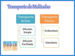 Transporte de Moléculas
Transporte
Activo
Difusión
Simple
Difusión
Facilitada
Transporte
Pasivo
Endocitosis
Exocitosis
 