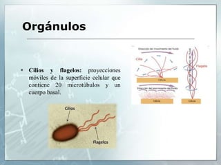  Cilios y flagelos: proyecciones
móviles de la superficie celular que
contiene 20 microtúbulos y un
cuerpo basal.
Orgánulos
 