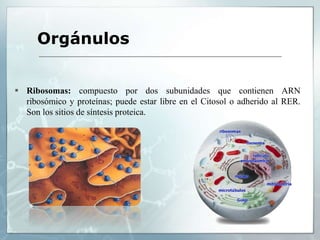 Ribosomas: compuesto por dos subunidades que contienen ARN
ribosómico y proteínas; puede estar libre en el Citosol o adherido al RER.
Son los sitios de síntesis proteica.
Orgánulos
 
