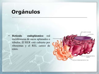  Retículo endoplásmico: red
membranosa de sacos aplanados o
túbulos. El RER está cubierto por
ribosomas y el REL carece de
estos.
Orgánulos
 