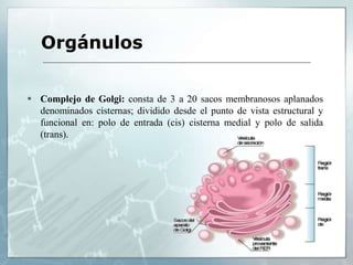  Complejo de Golgi: consta de 3 a 20 sacos membranosos aplanados
denominados cisternas; dividido desde el punto de vista estructural y
funcional en: polo de entrada (cis) cisterna medial y polo de salida
(trans).
Orgánulos
 