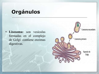  Lisosoma: son vesículas
formadas en el complejo
de Golgi: contiene enzimas
digestivas.
Orgánulos
 