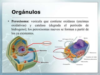  Peroxisoma: vesícula que contiene oxidasas (enzimas
oxidativas) y catalasa (degrada el peróxido de
hidrogeno); los peroxisomas nuevos se forman a partir de
los ya existentes.
Orgánulos
 