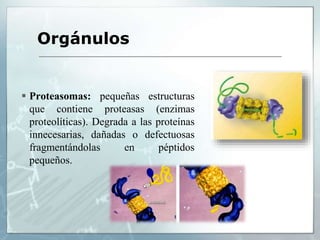  Proteasomas: pequeñas estructuras
que contiene proteasas (enzimas
proteolíticas). Degrada a las proteínas
innecesarias, dañadas o defectuosas
fragmentándolas en péptidos
pequeños.
Orgánulos
 