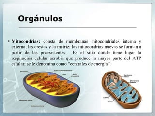  Mitocondrias: consta de membranas mitocondriales interna y
externa, las crestas y la matriz; las mitocondrias nuevas se forman a
partir de las preexistentes. Es el sitio donde tiene lugar la
respiración celular aerobia que produce la mayor parte del ATP
celular, se le denomina como “centrales de energía”.
Orgánulos
 
