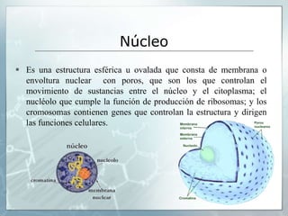 Núcleo
 Es una estructura esférica u ovalada que consta de membrana o
envoltura nuclear con poros, que son los que controlan el
movimiento de sustancias entre el núcleo y el citoplasma; el
nucléolo que cumple la función de producción de ribosomas; y los
cromosomas contienen genes que controlan la estructura y dirigen
las funciones celulares.
 